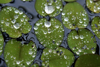 Pantanal_Paraguay_water droplets on aquatic plant leaves