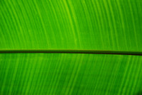 banana leaf detail Atlantic Forest area_Paraguay_emily y horton