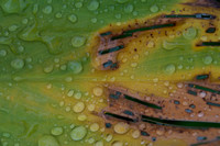 Pantanal_Paraguay_water droplets on colorful plant leaf detail