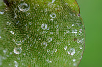 Pantanal_Paraguay_water droplets on aquatic plant leaf detail